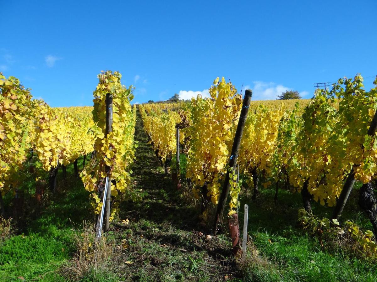Апартаменты Au Coeur Des Vignes Бергхейм Экстерьер фото