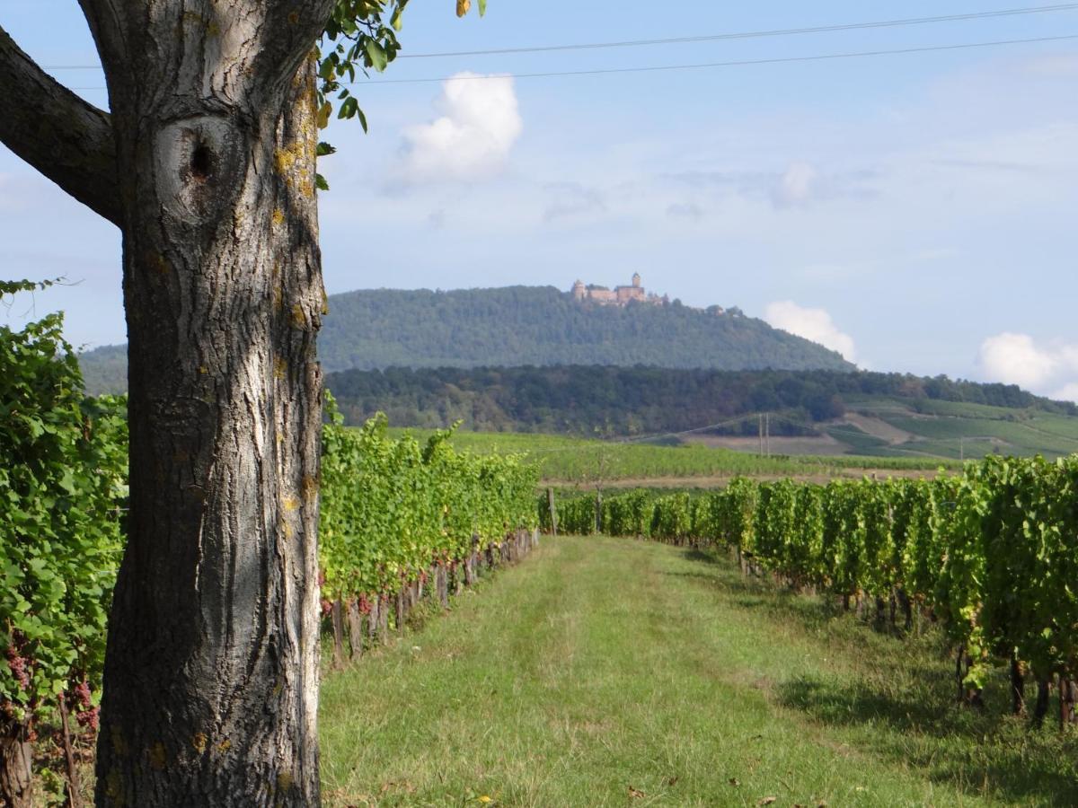 Апартаменты Au Coeur Des Vignes Бергхейм Экстерьер фото