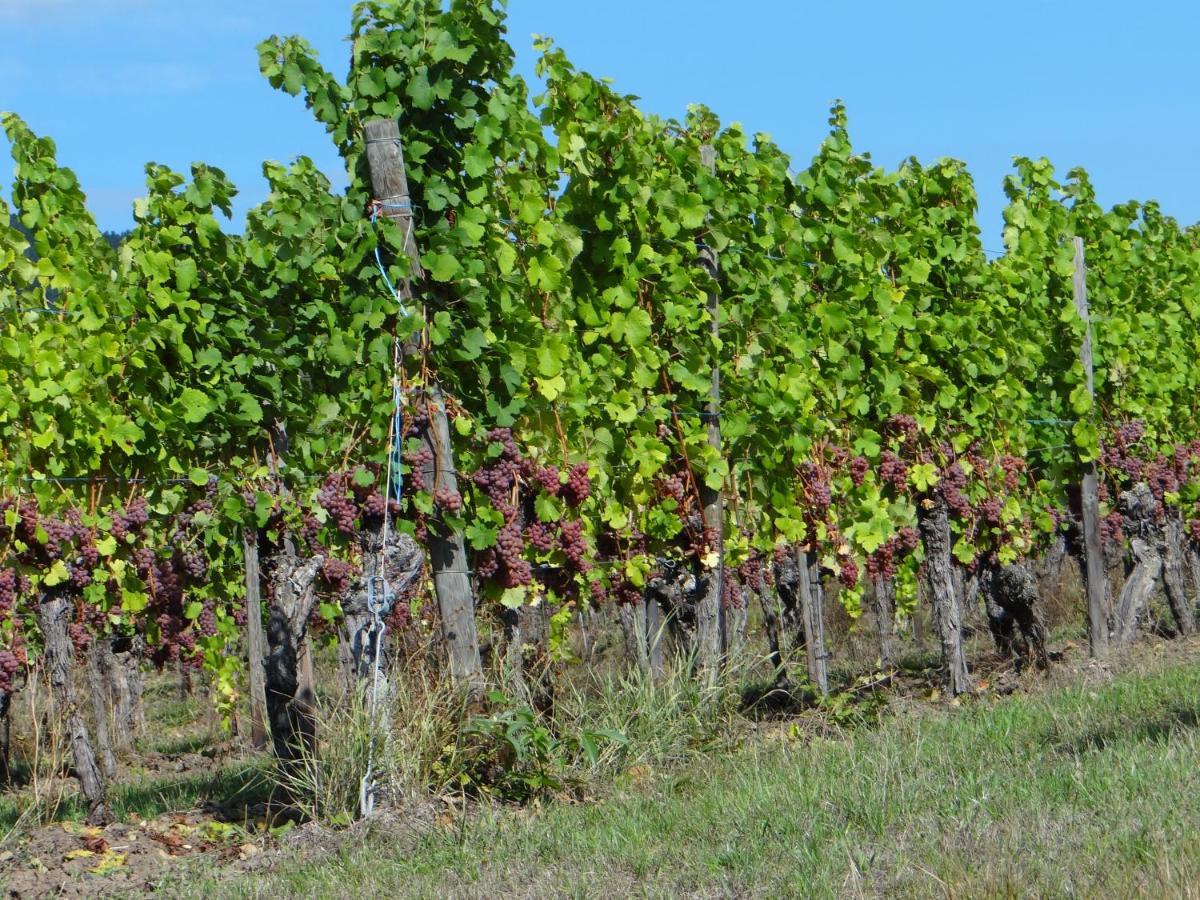 Апартаменты Au Coeur Des Vignes Бергхейм Экстерьер фото